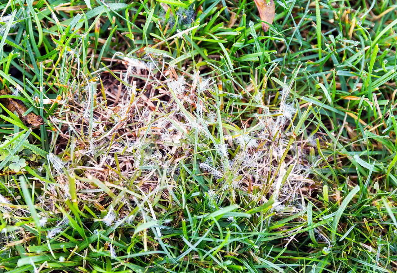 Dollar Spot Treatment Lawn Fungal Disease